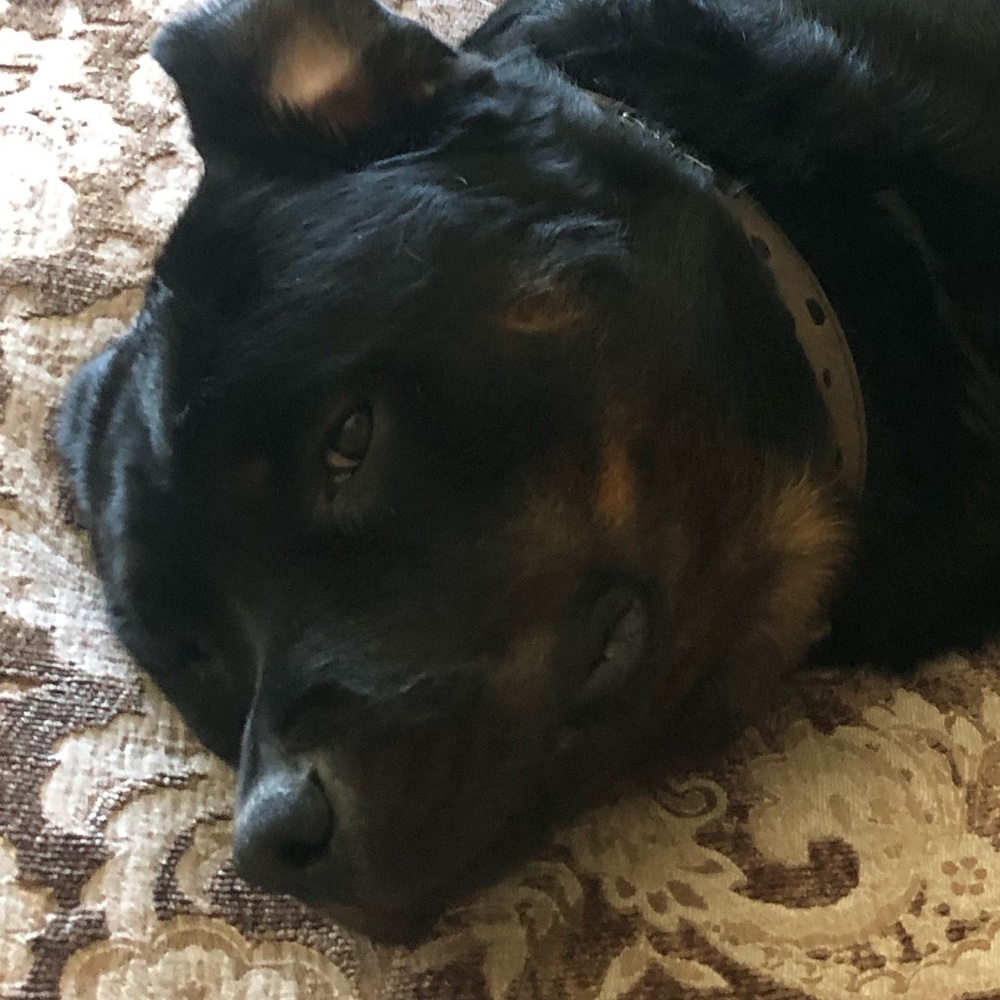 Meet your Posher, Jeanine